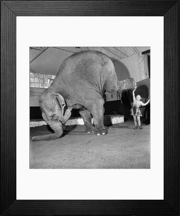 Framed Print : The two and a half ton of Elephant, Patho to be precise