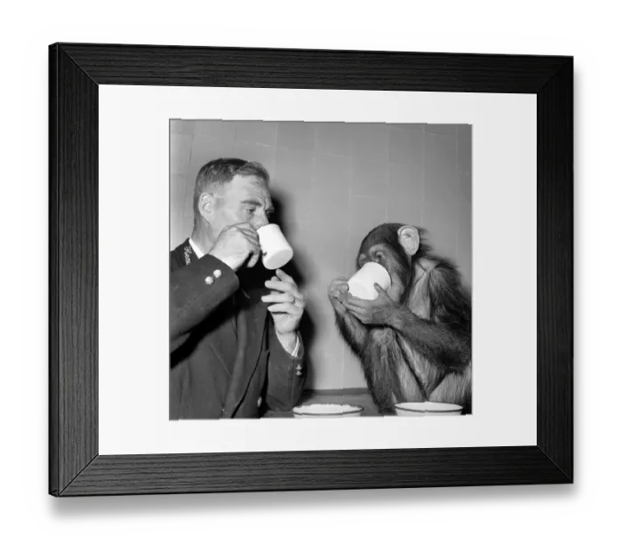 Framed Print : Animals Monkey Humour. Monkeys table manners. September 1953 D5598