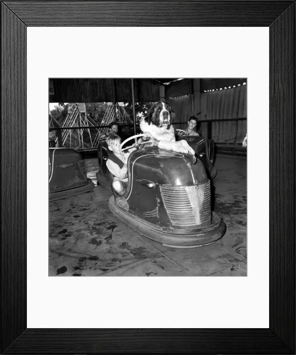 Framed Print : St. Bernard dog in dodgem Car. September 1953 D5783-001