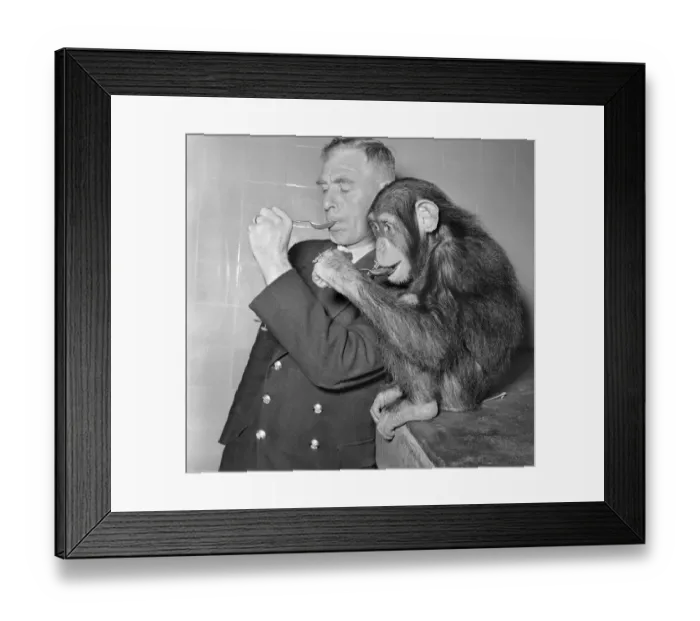 Framed Print : Animals Monkey Humour. Monkeys table manners. September 1953 D5598-001