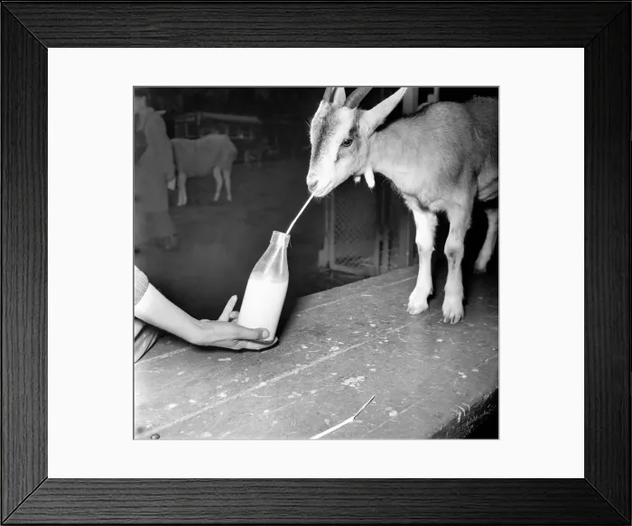 Framed Print : Animals: Goats. Woman feeds goat milk. November 1953 D6103 Framed Print : Animals: Goats. Woman feeds goat milk. November 1953 D6103