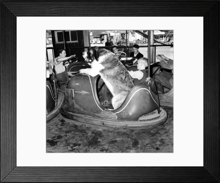 Framed Print : St. Bernard dog in dodgem Car. September 1953 D5783 Framed Print : St. Bernard dog in dodgem Car. September 1953 D5783