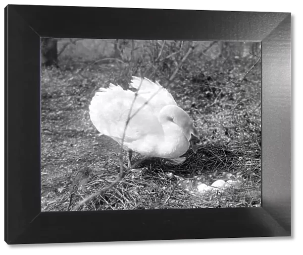 A swan with nest of eggs at Wimbledon Park lake, London 1921 Alf 62
