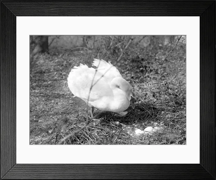 Framed Print : A swan with nest of eggs at Wimbledon Park lake, London 1921 Alf 62 Framed Print : A swan with nest of eggs at Wimbledon Park lake, London 1921 Alf 62