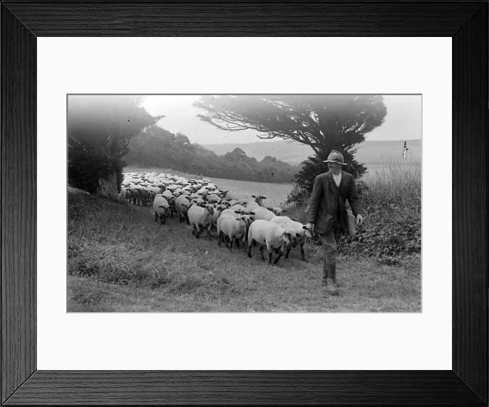 Framed Print : Sheep at Whitsbury, Hampshire August 1928 Alf 178 Framed Print : Sheep at Whitsbury, Hampshire August 1928 Alf 178
