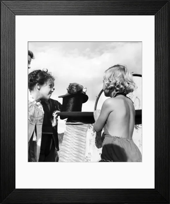 Framed Print : Entertainment: Punch and Judy Show. Making his debut is 2 months dog Toby Framed Print : Entertainment: Punch and Judy Show. Making his debut is 2 months dog Toby