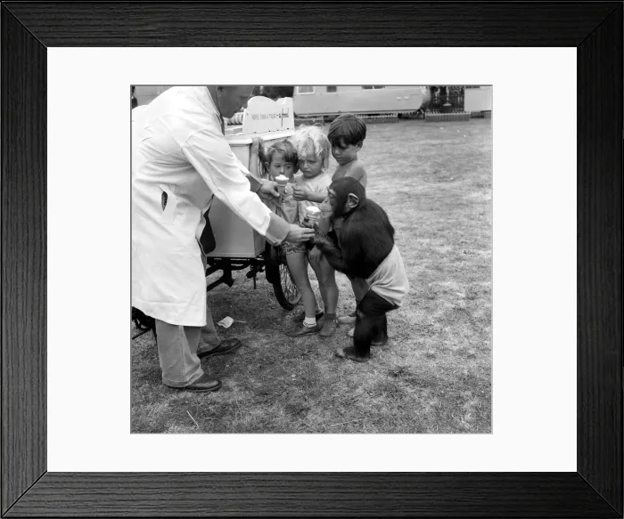 Framed Print : Animals: Monkey: Humour. Chimpanzee queues with children to get Ice-Cream Framed Print : Animals: Monkey: Humour. Chimpanzee queues with children to get Ice-Cream