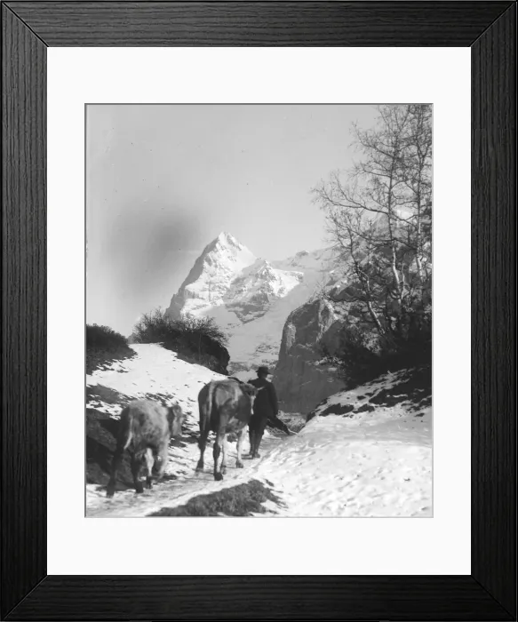 Framed Print : Man walking his cattle towrds the Eiger mountain in the Bernese Oberland region of