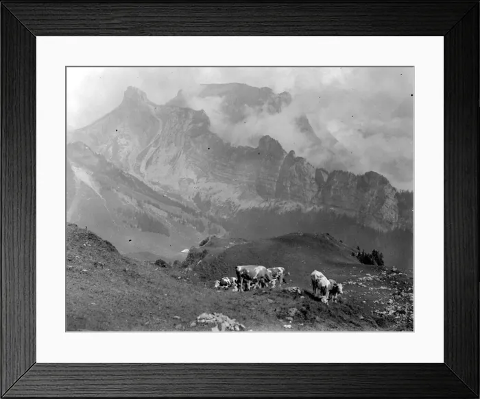Framed Print : Cattle on the mountain slopes at Schynige Platte in Switzerland August 1929