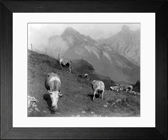 Framed Print : Cattle of the Schynige Platte in Switzerland August 1929 Alf 186 Framed Print : Cattle of the Schynige Platte in Switzerland August 1929 Alf 186