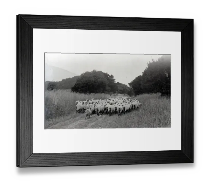 Framed Print : Sheep at Whitsbury, Hampshire August 1928 Alf 178 Framed Print : Sheep at Whitsbury, Hampshire August 1928 Alf 178