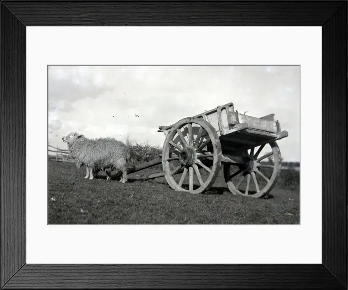 Framed Print : Sheep studies with cart 1930 Alf 204 Framed Print : Sheep studies with cart 1930 Alf 204