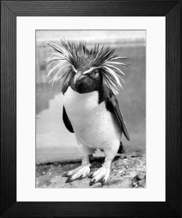 Framed Print : Harold the gold crested rock hopper penguin at London Zoo June 1956 P044253 Framed Print : Harold the gold crested rock hopper penguin at London Zoo June 1956 P044253