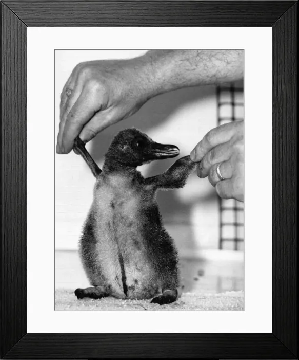 Framed Print : Penguin chick learning how to walk at Chessington Zoo, August 10th 1984 Framed Print : Penguin chick learning how to walk at Chessington Zoo, August 10th 1984