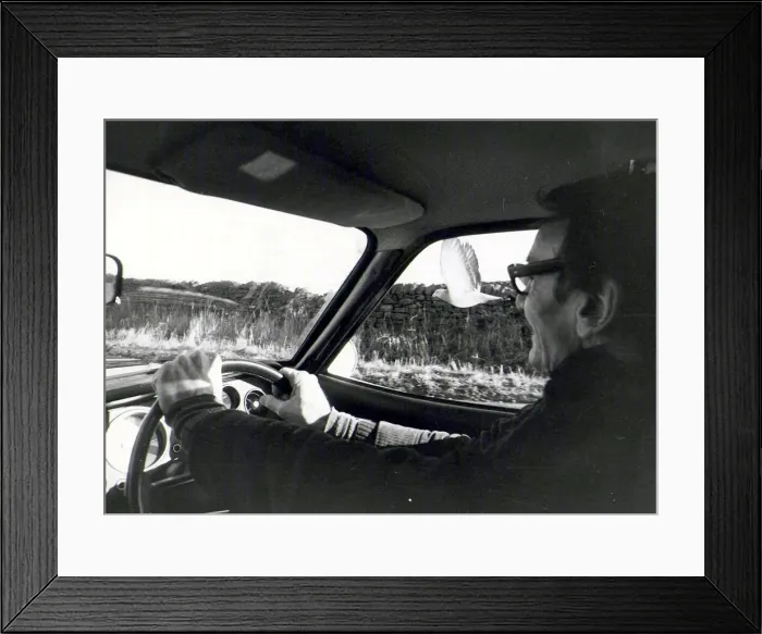 Framed Print : Pidge the Pigeon flies alongside Jack in Yorkshire. January 10th 1978 Framed Print : Pidge the Pigeon flies alongside Jack in Yorkshire. January 10th 1978