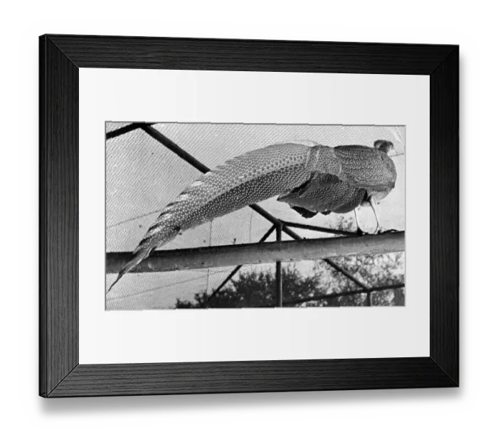 Framed Print : An Argus Pheasant which has the longest tail feather in London Zoo
