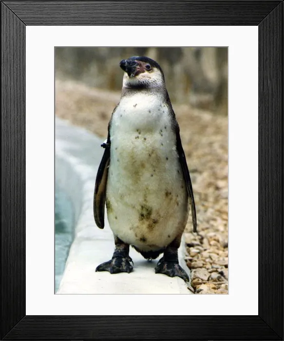 Framed Print : Percy the penguin at Cotswold Life Park. 3rd April 1990 P044353 Framed Print : Percy the penguin at Cotswold Life Park. 3rd April 1990 P044353
