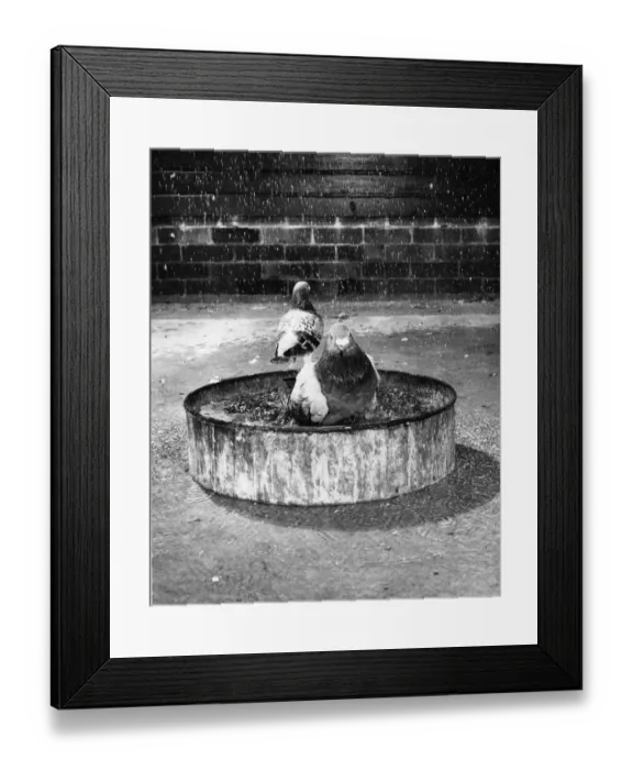 Framed Print : Racing pigeon champion scout enjoys a shower bath in his new luxury home with Framed Print : Racing pigeon champion scout enjoys a shower bath in his new luxury home with