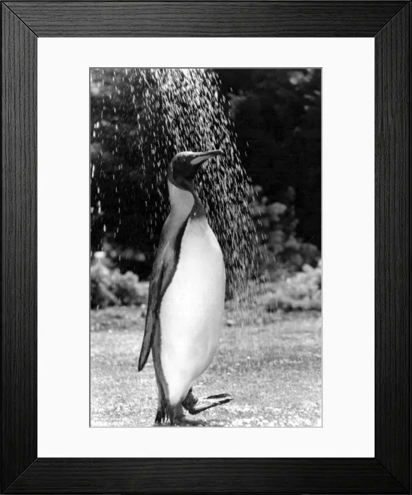 Framed Print : Pringle the penguin having a shower. 11th July 1990 P044359 Framed Print : Pringle the penguin having a shower. 11th July 1990 P044359