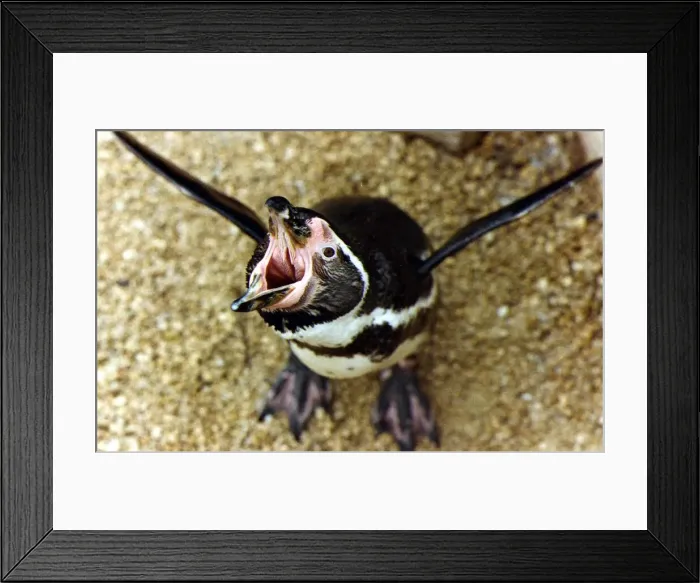 Framed Print : Hungry Penguin. 06 / 02 / 1992 P044360 Framed Print : Hungry Penguin. 06 / 02 / 1992 P044360