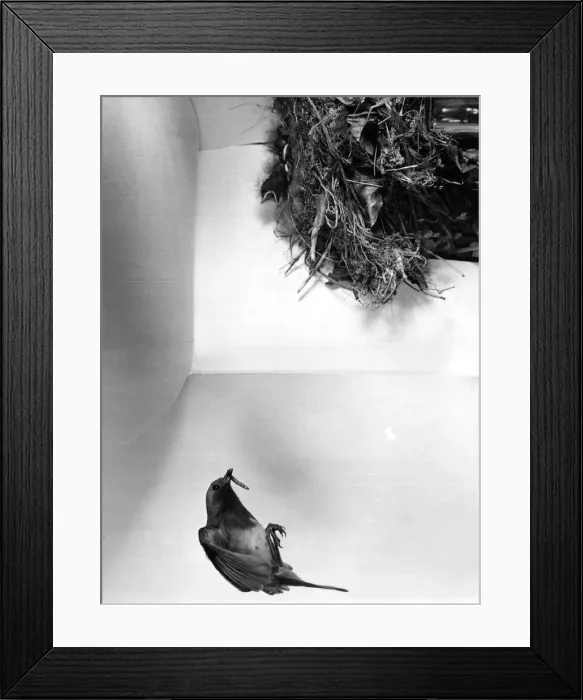 Framed Print : Robin with a worm for her chicks. Circa 1960 Framed Print : Robin with a worm for her chicks. Circa 1960