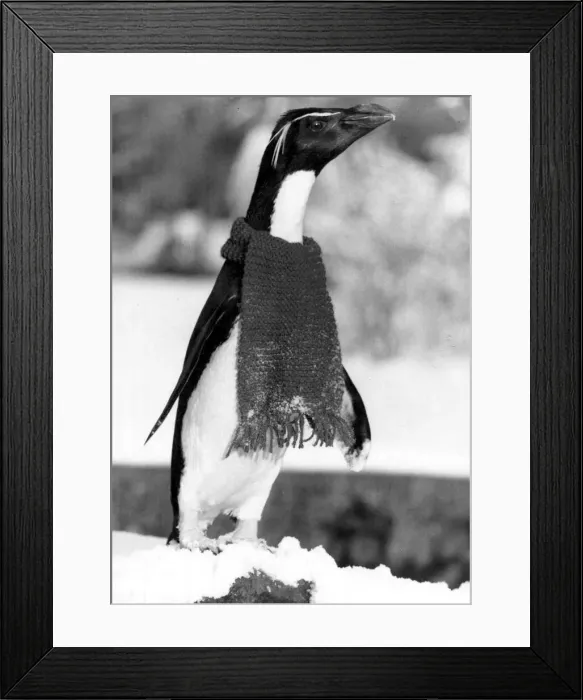 Framed Print : Penguin Rocky in his donated scarf to keep out the chill of the Arctic