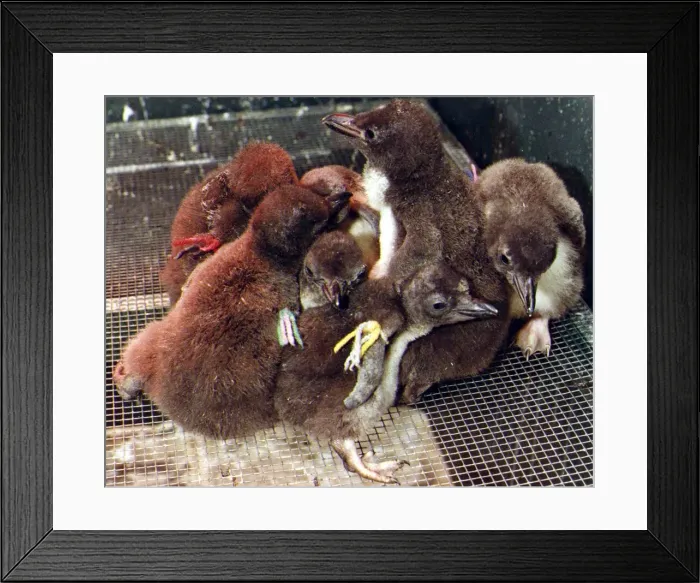 Framed Print : Penguins chicks. P92-259 6th February1992 P044350