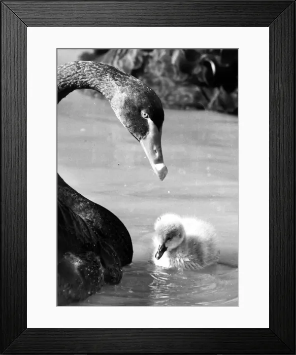 Framed Print : This four day old cygnet is the sole remaining chick from a nest of four hatched by a Framed Print : This four day old cygnet is the sole remaining chick from a nest of four hatched by a
