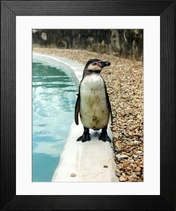 Framed Print : Penguin. Circa 1980 Framed Print : Penguin. Circa 1980