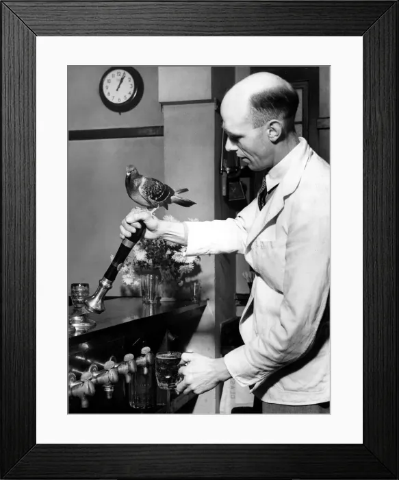 Framed Print : Podgy the Pigeon supervising the drawing of the beer in the bar at the Bridge Inn Framed Print : Podgy the Pigeon supervising the drawing of the beer in the bar at the Bridge Inn