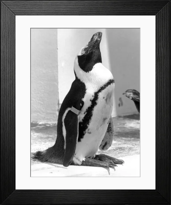 Framed Print : Penguin at London Zoo enjoying the weather. 15th May 1992 P044321 Framed Print : Penguin at London Zoo enjoying the weather. 15th May 1992 P044321