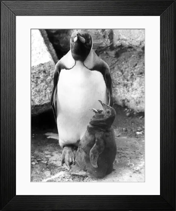 Framed Print : A King-Size call for more. A hungry king-sized penguin chick demands some more food Framed Print : A King-Size call for more. A hungry king-sized penguin chick demands some more food