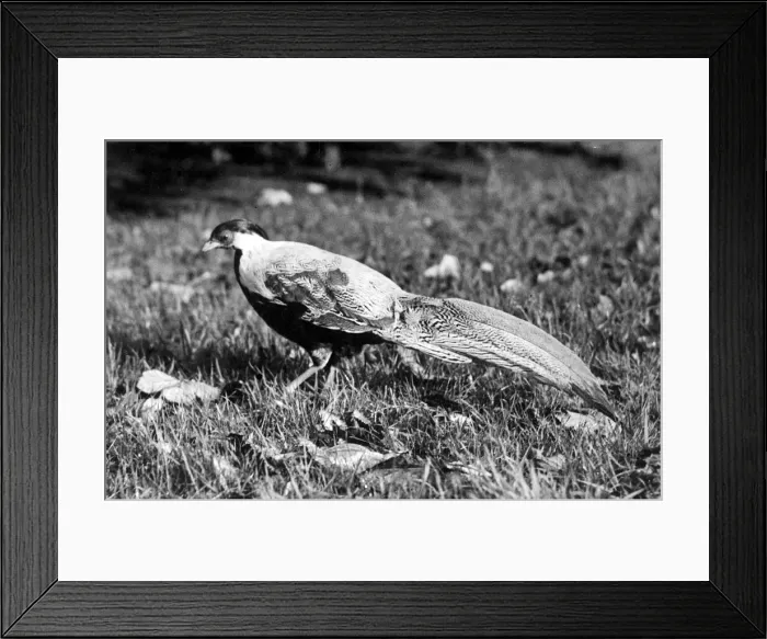 Framed Print : Pecky a Pheasant at Chester Zoo who has changed sex from female to male Framed Print : Pecky a Pheasant at Chester Zoo who has changed sex from female to male