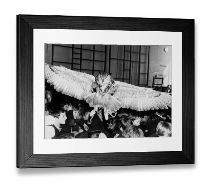 Framed Print : An Eagle Owl visits a Primary school in Riverhead. April 4th 1984 P044327