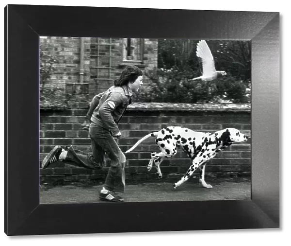 Winifield the dalmatian dog running down the stret with owner 12 year old John Cornell