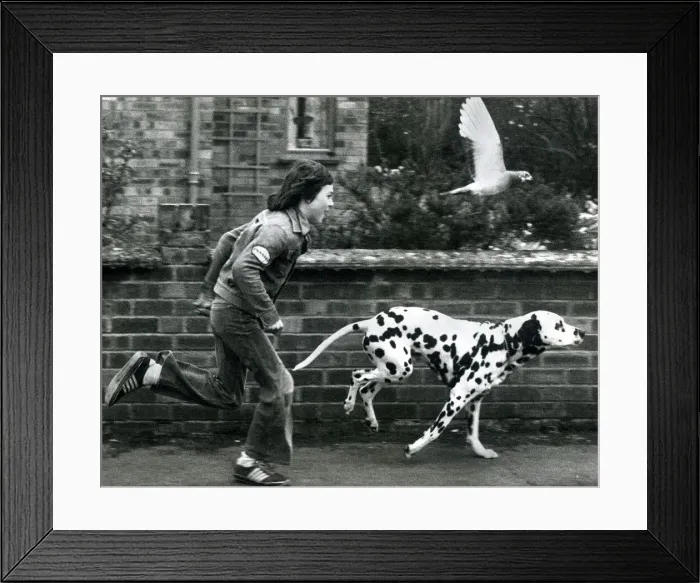 Framed Print : Winifield the dalmatian dog running down the stret with owner 12 year old John Cornell
