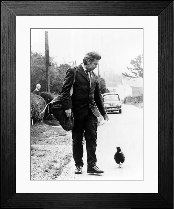 Framed Print : Postman Jim Burgess with the pheasant that follows him up the garden path Framed Print : Postman Jim Burgess with the pheasant that follows him up the garden path