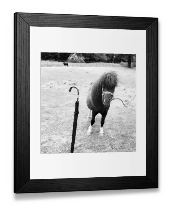 Framed Print : Lady Joan Gore-Lengton of Hurst Green, Sussex breeds the smallest Shetland ponies in