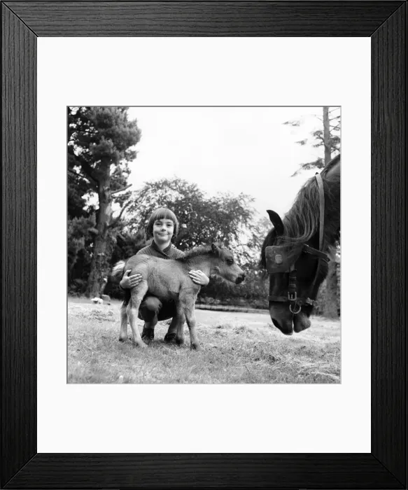 Framed Print : Eleven-year-old Fairy Fly, 26 inches high and the smallest Shetland pony in the world