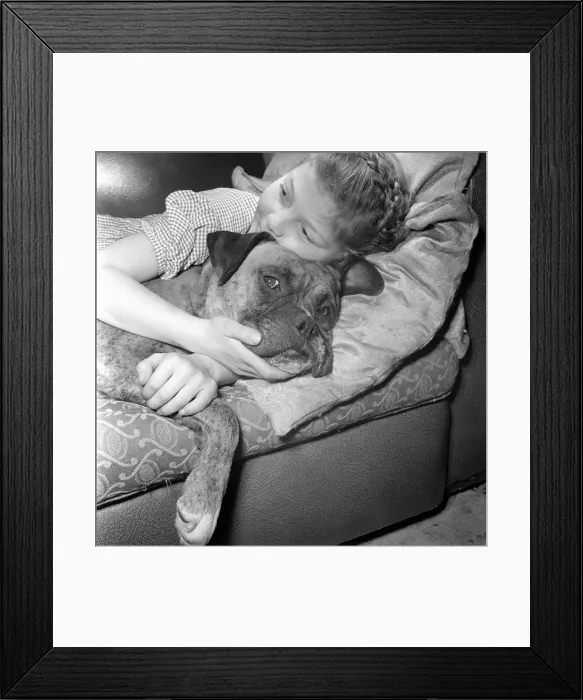 Framed Print : Girl lying down on the sofa with a boxer dog. December 1953 D7354-002 Framed Print : Girl lying down on the sofa with a boxer dog. December 1953 D7354-002