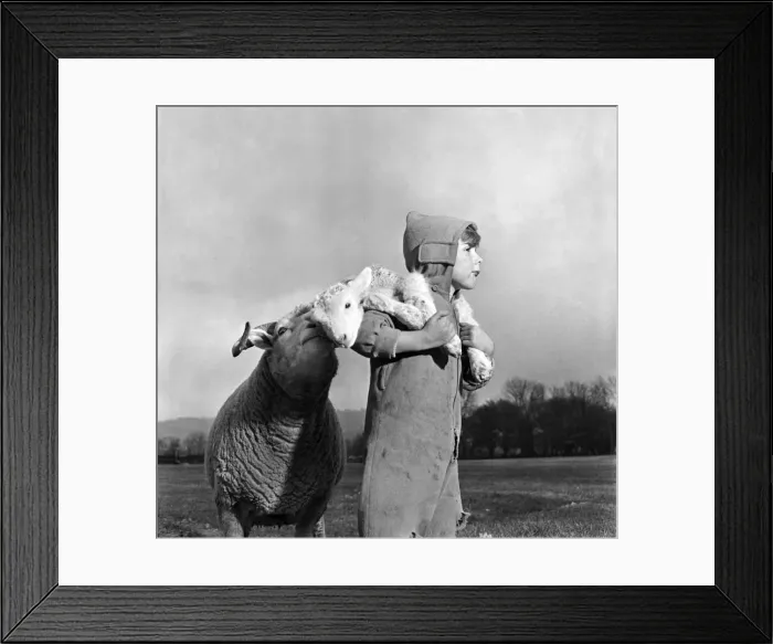 Framed Print : Christmas lambs. Down at Rye House Farm, Otford, Kent, early lambs are being born