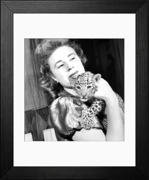 Framed Print : The arrival of two leopard cubs in Roberts Bros Travelling Circus Framed Print : The arrival of two leopard cubs in Roberts Bros Travelling Circus