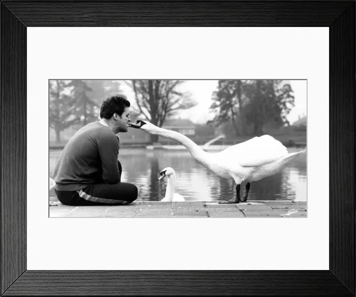 Framed Print : A pair of swans called George and Mildred have taken over the outdoor swimming pool