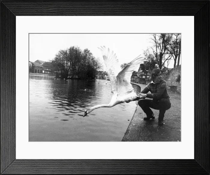 Framed Print : Most of the swans on the River Thames belong to the Queen Framed Print : Most of the swans on the River Thames belong to the Queen