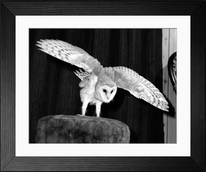 Framed Print : Dolly the Barn Owl saved from a Hurricane at the Heritage wildlife centre Framed Print : Dolly the Barn Owl saved from a Hurricane at the Heritage wildlife centre