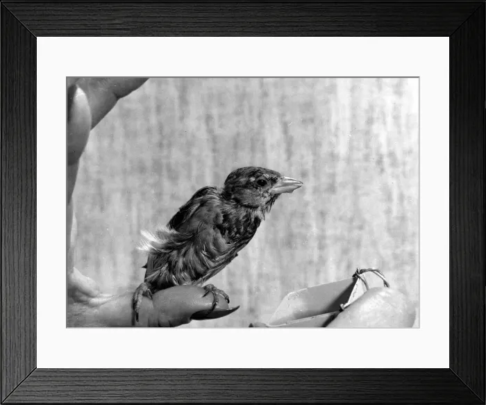 Framed Print : Pet sparrow sweetie 3rd October 1967 P044382 Framed Print : Pet sparrow sweetie 3rd October 1967 P044382