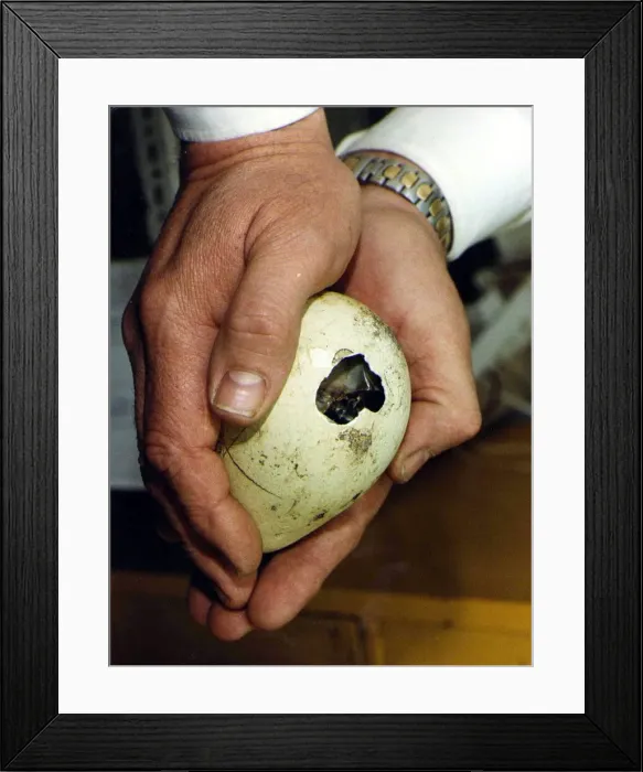 Framed Print : Penguin Egg. P92-259 19th March 1992 P044334 Framed Print : Penguin Egg. P92-259 19th March 1992 P044334