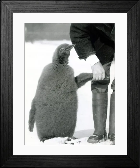 Framed Print : Prince the penguin takes his first walk in the snow with Wally Dixon who hand reared him Framed Print : Prince the penguin takes his first walk in the snow with Wally Dixon who hand reared him