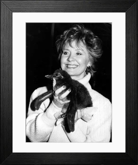 Framed Print : Lulu with her adopted penguin who lives at London Zoo. November 27th 1985