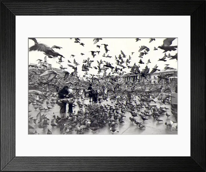 Framed Print : Pigeons rule, OK! Pigeons take-off in Trafalger Square. 10th November 1976